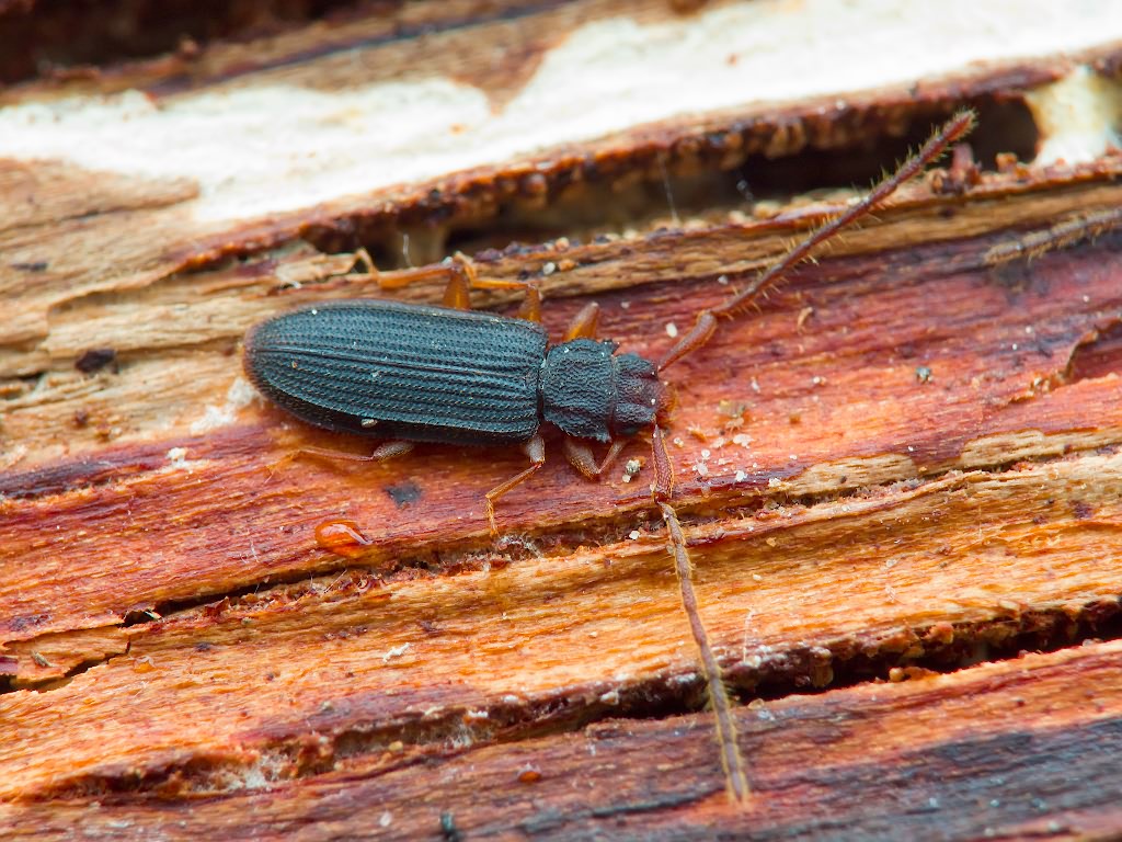 Uleiota planata (Linnaeus, 1761)